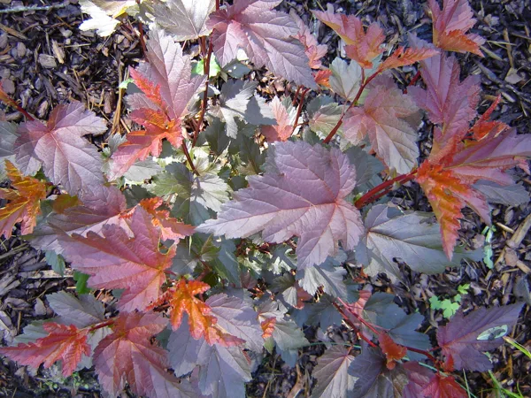 Physocarpus opulifolius ‘Diable D’Or’ / ‘Mindia’
