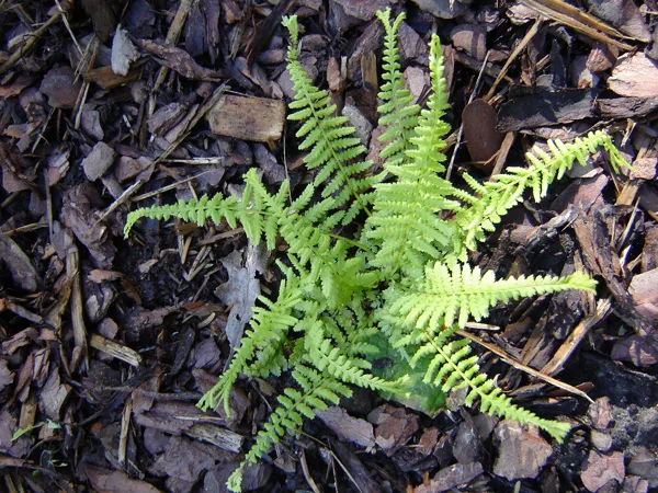 Athyrium filix-femina 'Dre's Dagger'