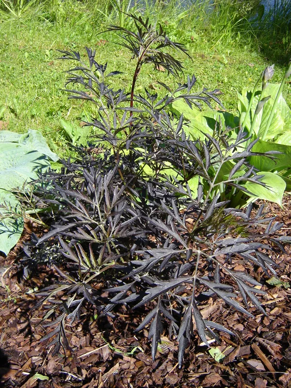 Sambucus nigra 'Black Lace' / 'Eva'