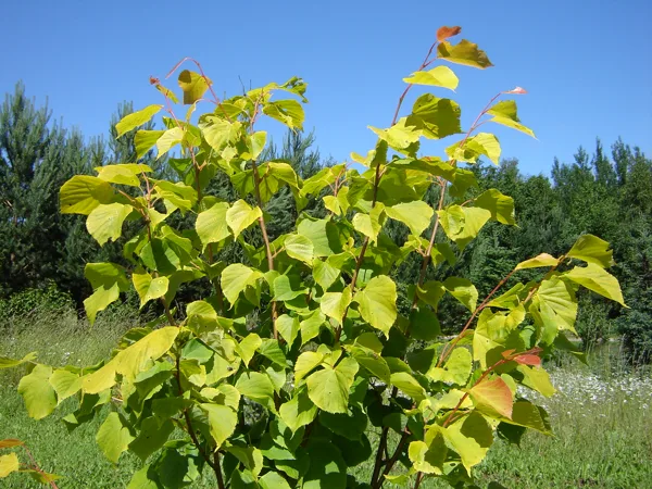 Tilia x europaea ‘Wratislaviensis’ 
