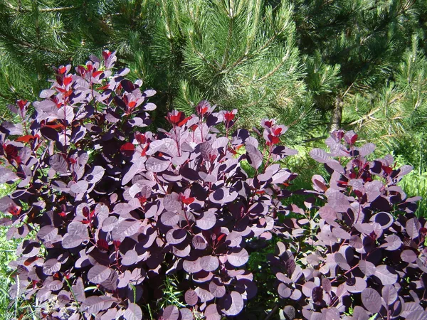 	Cotinus coggygria 'Royal Purple'
