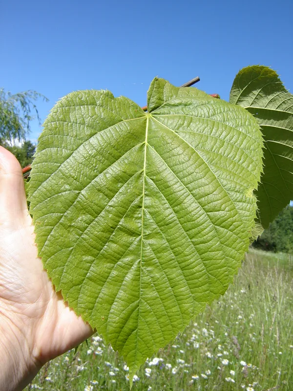 Tilia americana 'Macrophylla'