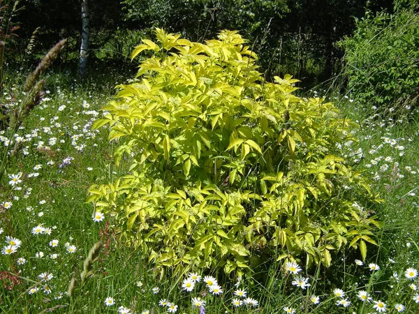 Sambucus nigra ‘Aurea’