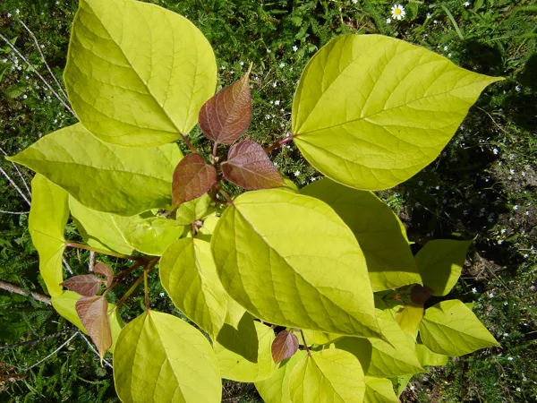 Catalpa bignonioides ‘Aurea’