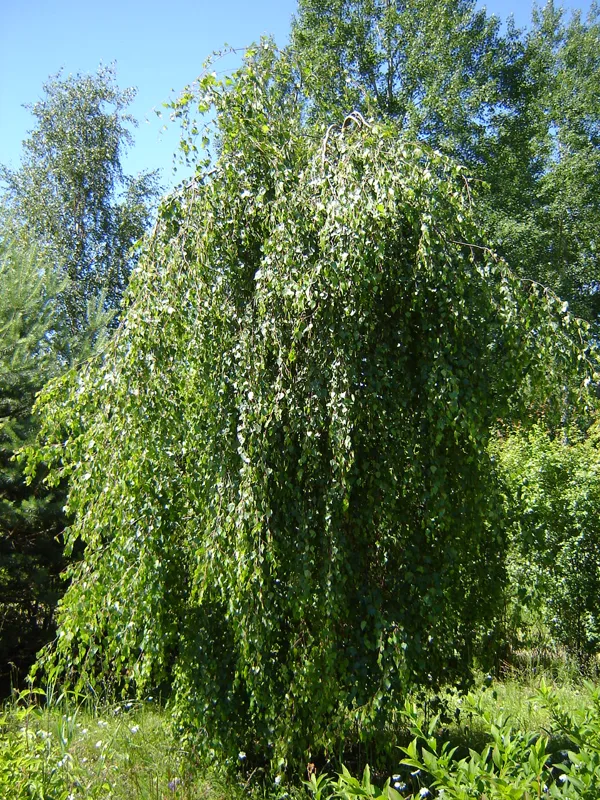 Betula pendula 'Youngii'