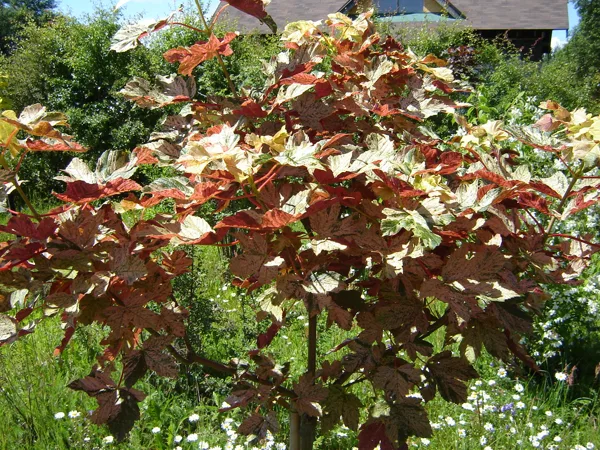 Acer pseudoplatanus 'Esk Sunset'