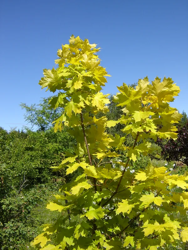 Acer platanoides 'Princeton Gold'