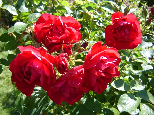 Rosa rugosa 'Hansaland'