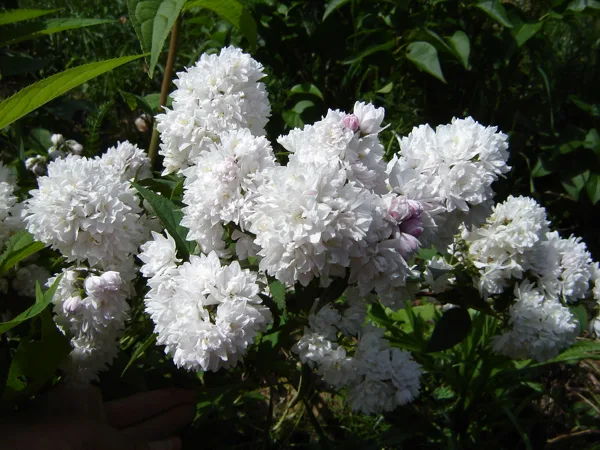 Deutzia hybrida 'Pom-Pom'