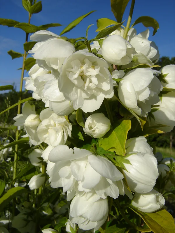 Philadelphus 	‘Yellow Hill’ 