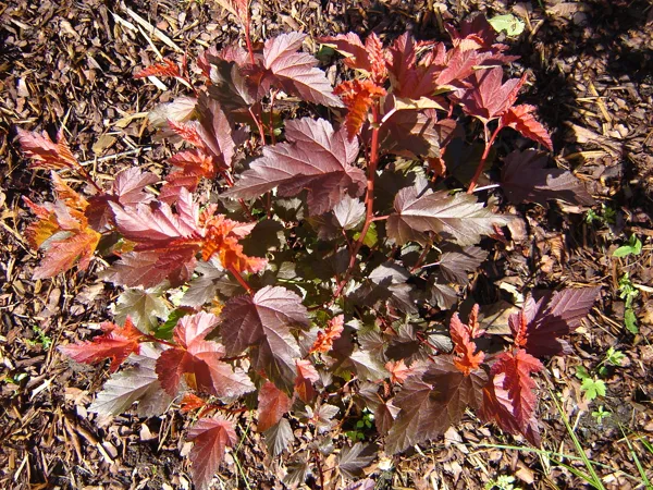 Physocarpus opulifolius ‘Diable D’Or’ / ‘Mindia’