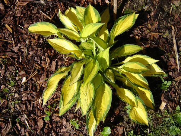 Hosta ‘Orange Marmalade’