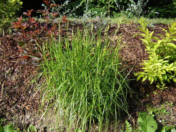 Carex muskingumensis