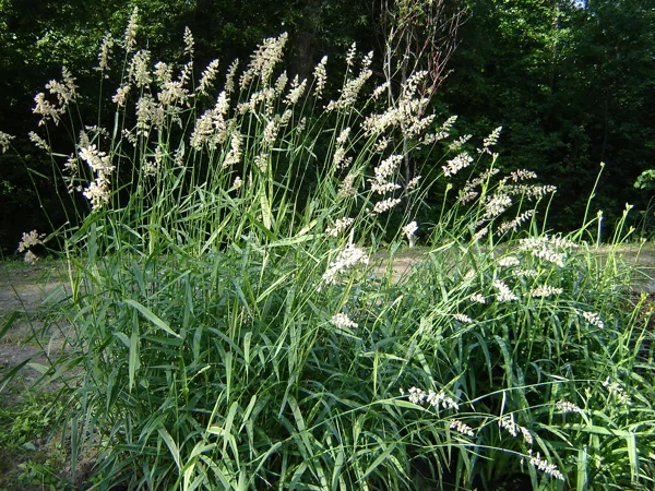 Phalaris arundinacea 'Variegata'