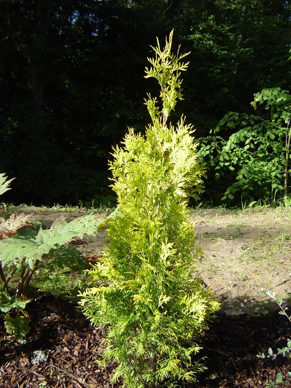 Thuja occidentalis 'Aurea'