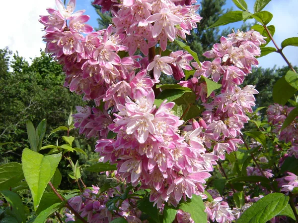 Deutzia hybrida 'Strawberry Fields'