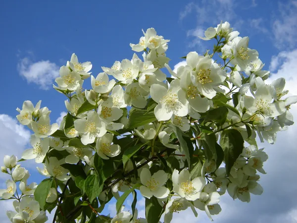 Philadelphus coronarius