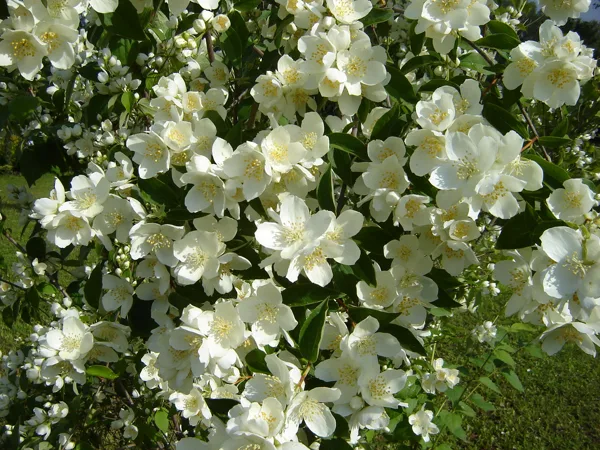 Philadelphus coronarius