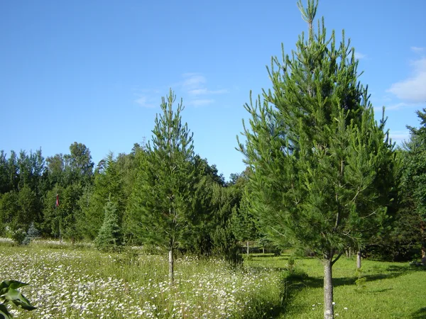 Pinus peuce