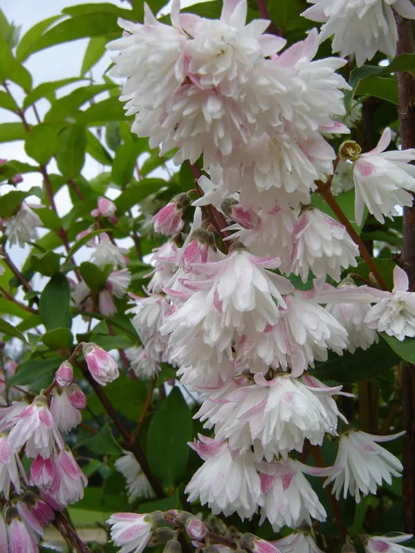 Deutzia 'Pride of Rochester'