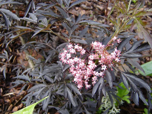 Sambucus nigra 'Black Lace' / 'Eva'