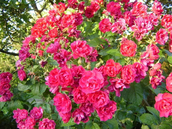 Rosa rugosa 'F.J.Grootendorf'