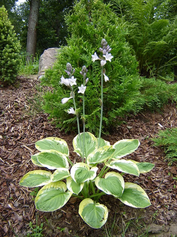 Hosta 'Carnival'