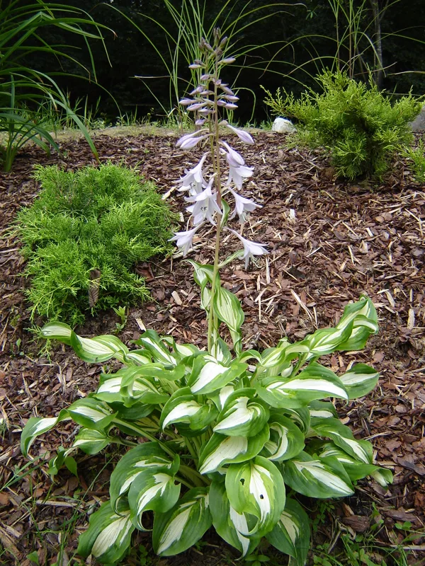 Hosta undulata ‘Unvitata’ / ‘Mediovariegata’