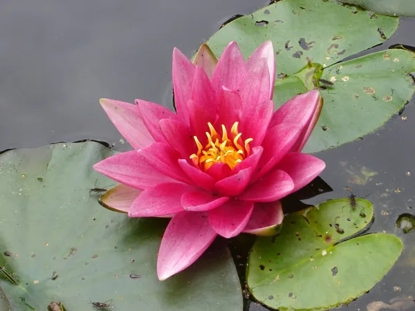 Nymphaea ‘Fabiola’ 