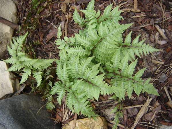 Athyrium niponicum var.pictum ‘Ursulas Red’ 