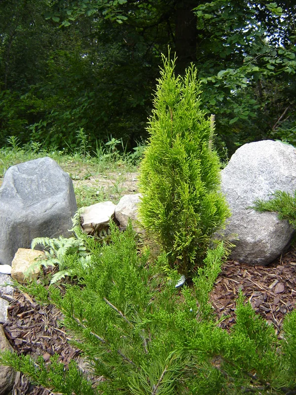 Thuja occidentalis 'Golden Smaragd' / 'Janed Gold'