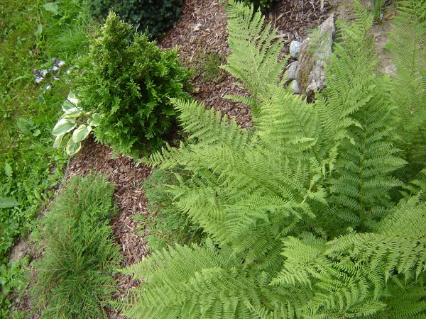 Athyrium filix-femina