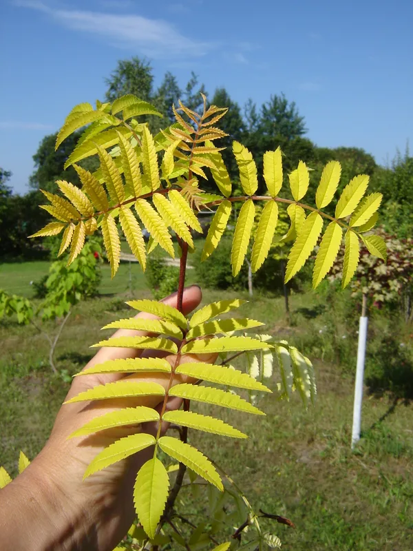 Sorbus aucuparia ‘Dirkenii’