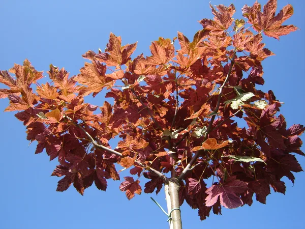 Acer pseudoplatanus 'Esk Sunset'