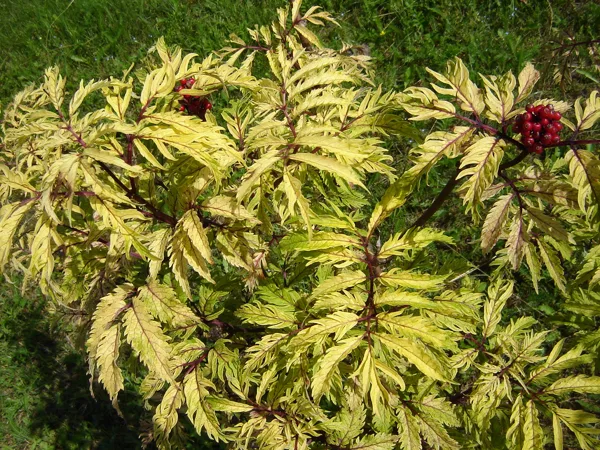 Sambucus racemosa 'Plumosa Aurea'