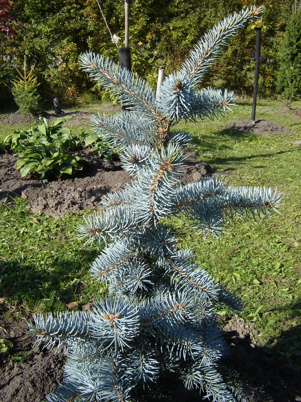 Picea pungens 'Endtz'