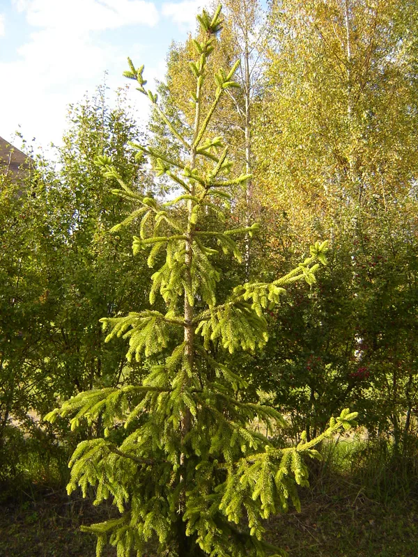 Picea abies 'Argenteospicata'