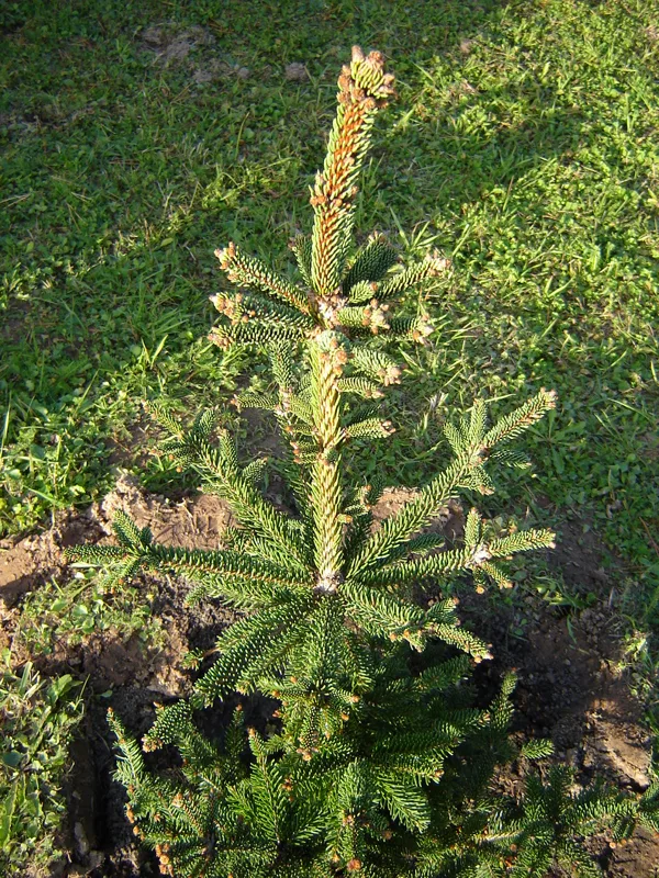 Picea abies 'Emerita'