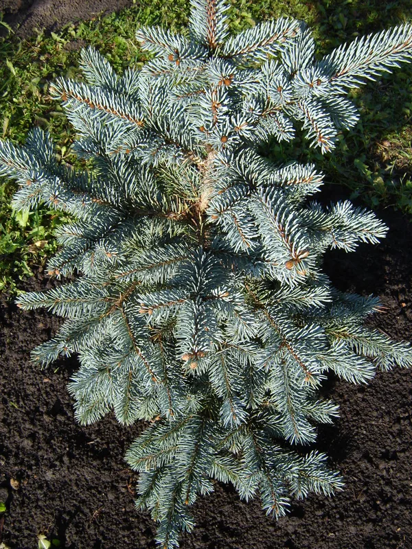 Picea pungens