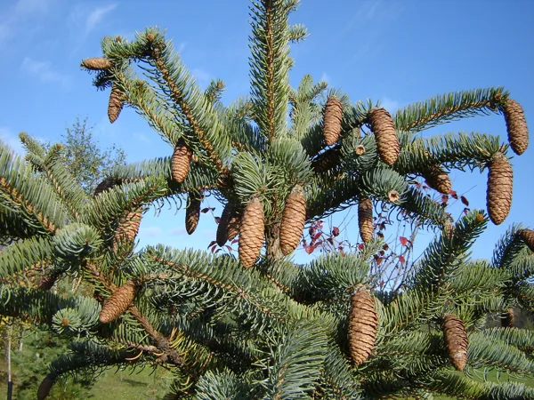 Picea asperata 'Mayeri'
