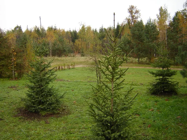 Picea engelmanii