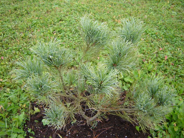 Pinus pumilo