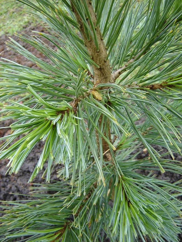Pinus flexilis 'Vanderwolf's Pyramid'