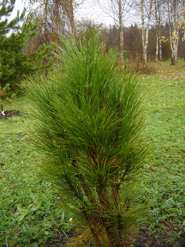 Pinus nigra 'Zimmer'