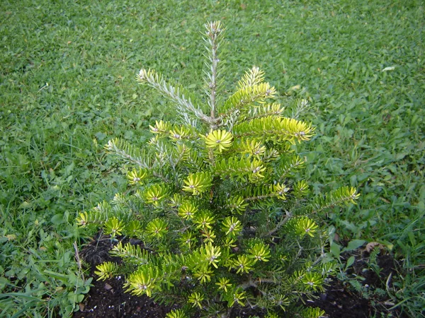 Abies koreana 'Aurea'