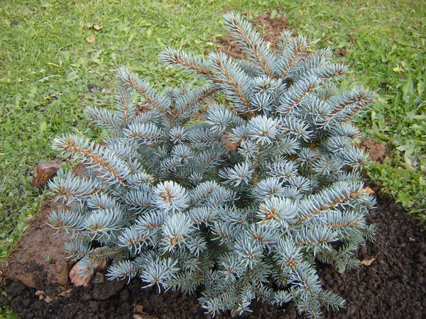 Picea pungens 'Blue Trinket'