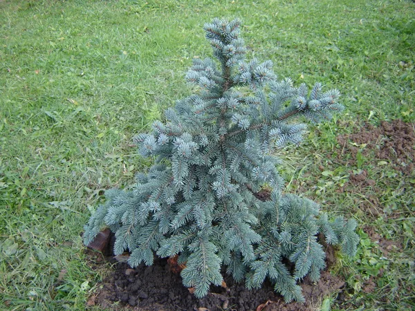 Picea pungens 'Neugebauer'