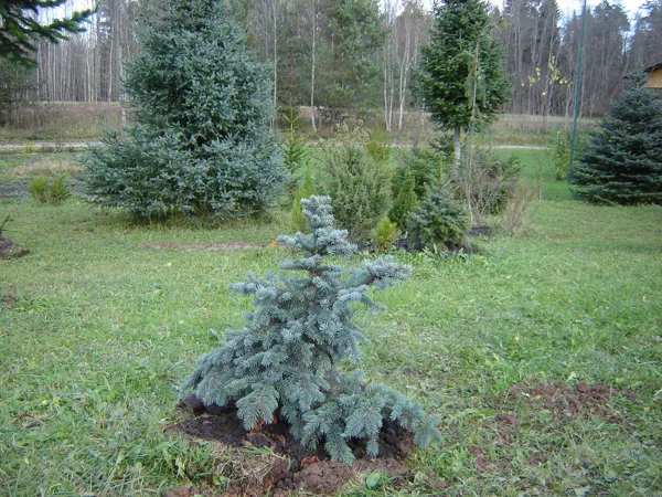Picea pungens 'Neugebauer'