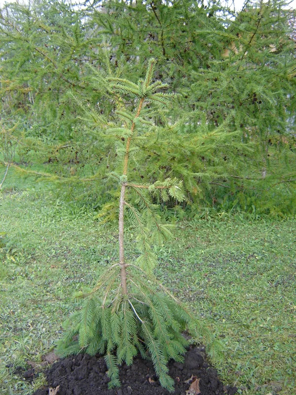 Picea abies 'Krasickiana'