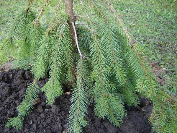 Picea abies 'Krasickiana'
